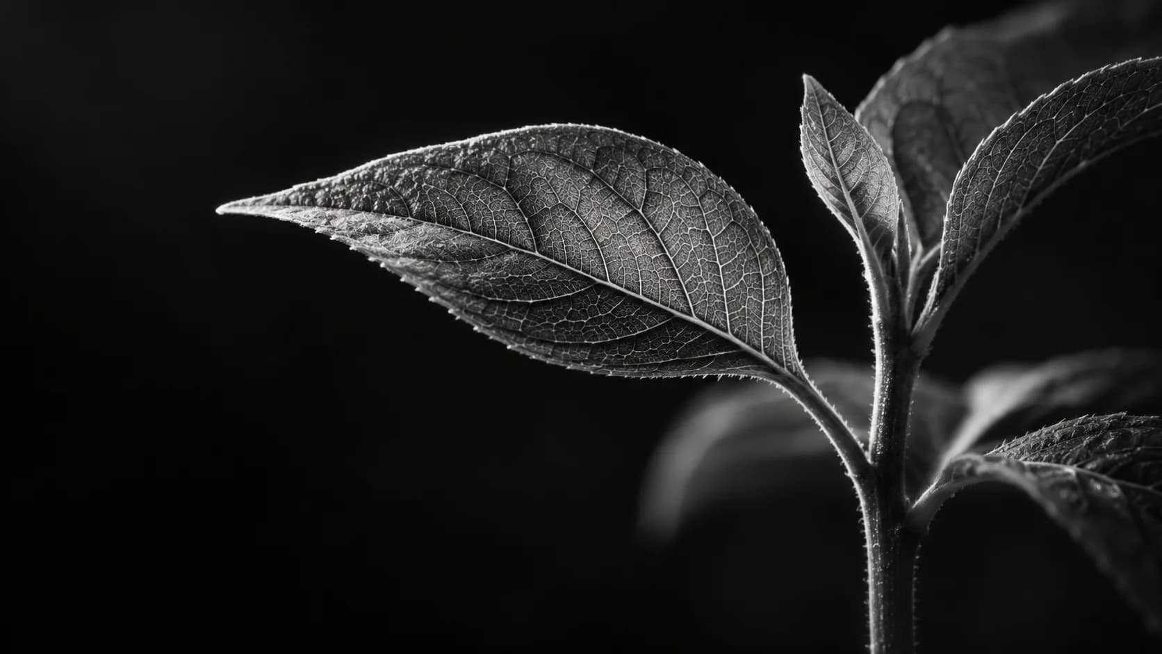 SeedMaster için kavramsal görsel
